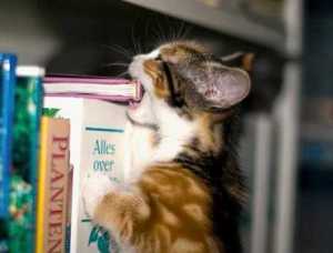 Cat eating book